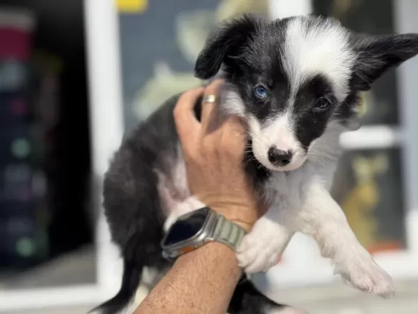 Show Kalite Safkan Border Collie Yavrularımız
