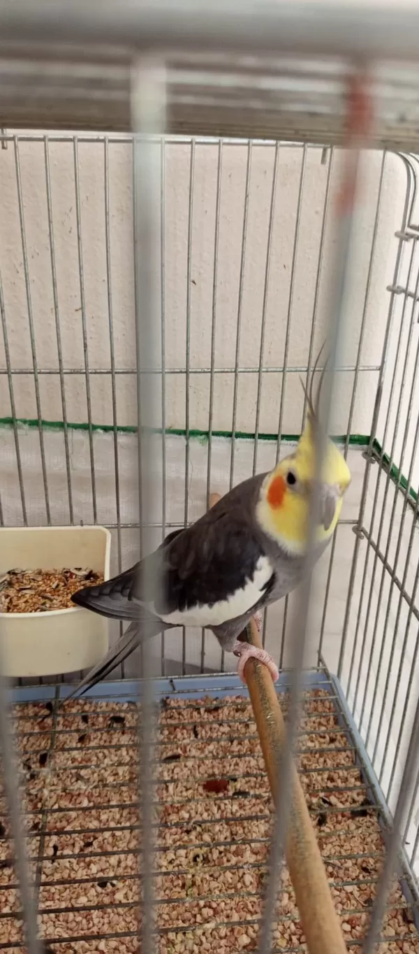 Takım Sultan Papağanı
