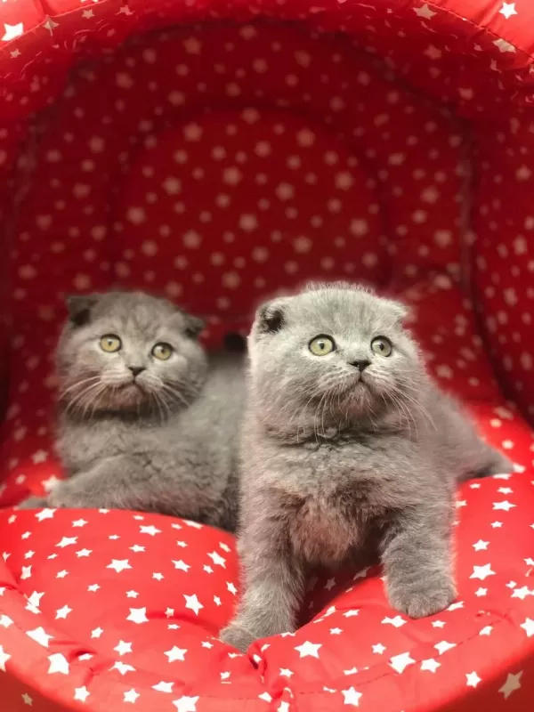 Scottish Fold Gri Yavrularim