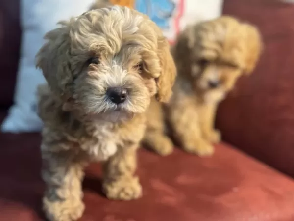 Show Kalite Maltipoo Yavrularımız
