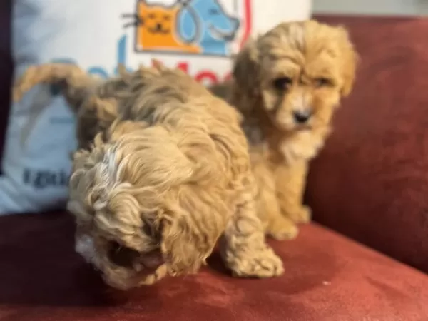 Show Kalite Maltipoo Yavrularımız