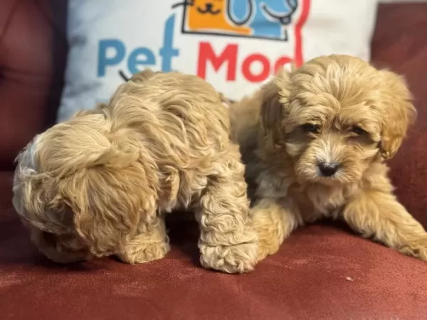 Show Kalite Maltipoo Yavrularımız