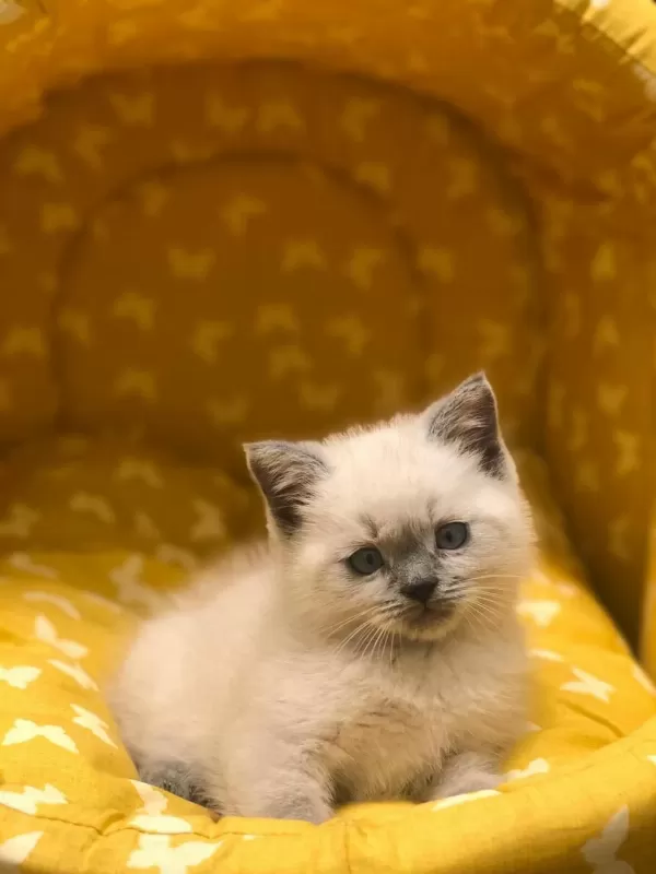 British Shorthair Blue Point Yavrularim