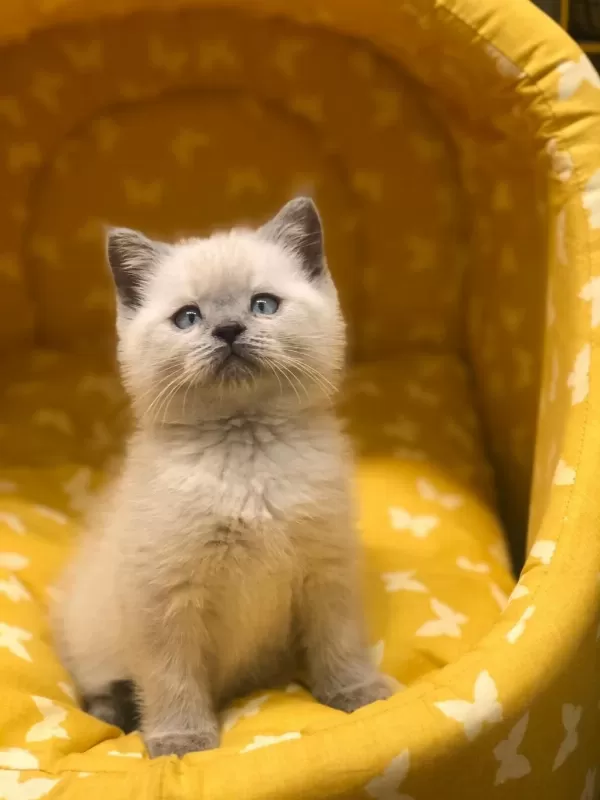 British Shorthair Blue Point Yavrularim
