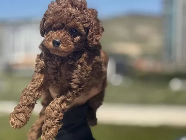 Yasal Ruhsatlı Çiftlikden Toy Poodle Yavrularımız