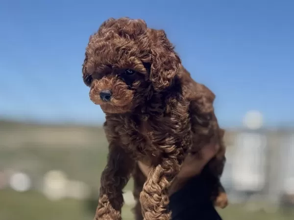 Yasal Ruhsatlı Çiftlikden Toy Poodle Yavrularımız