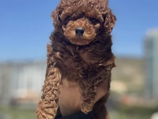 Yasal Ruhsatlı Çiftlikden Toy Poodle Yavrularımız