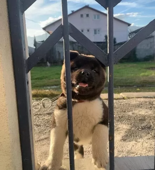 Aki̇ta Inu Yavrularimiz Hazirdir