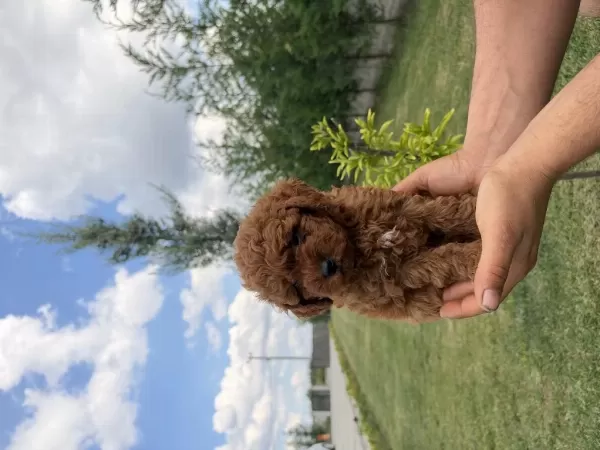 Harika Toy Poodle 2 Aylık