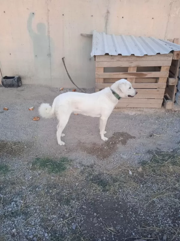 Bir Çift Akbaş Orijinal