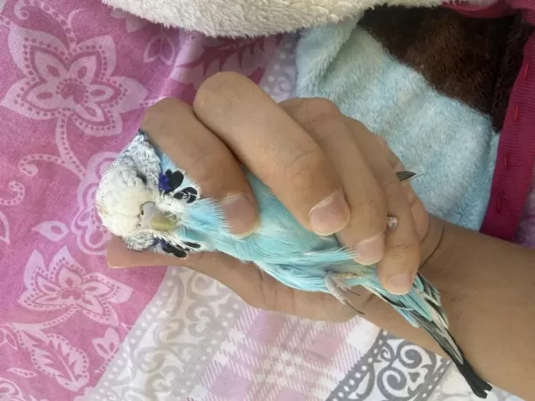 Harika Muhabbet Kuşu Çift