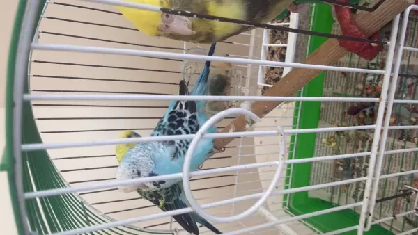 Harika Muhabbet Kuşu Çift
