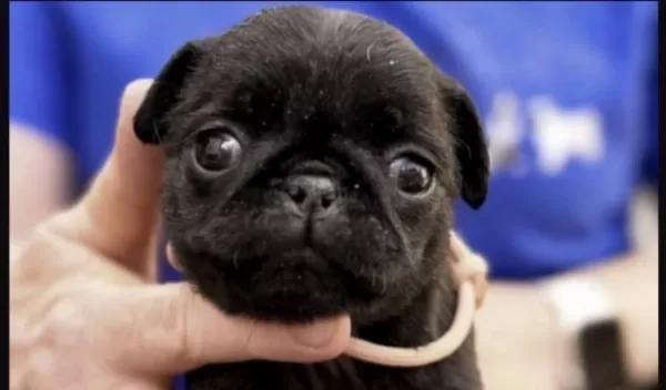 Harika Pug Safkan
