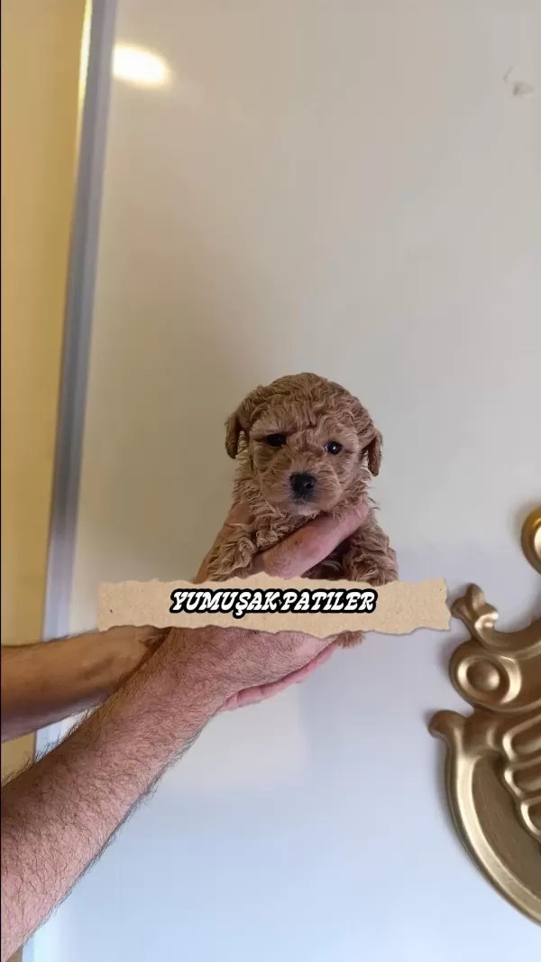 Sağlıklı Orijinal Toy Poodle