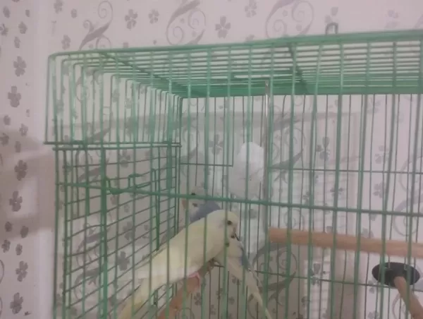 40 Günlük Erkek Dişi Muhabbet Kuşlar