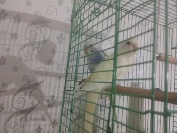 40 Günlük Erkek Dişi Muhabbet Kuşlar