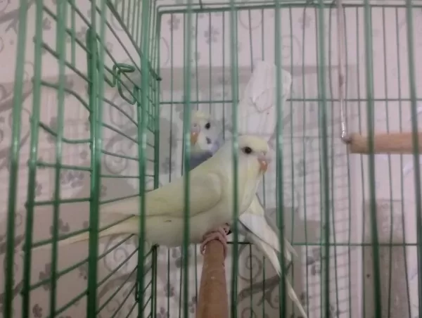 40 Günlük Erkek Dişi Muhabbet Kuşlar
