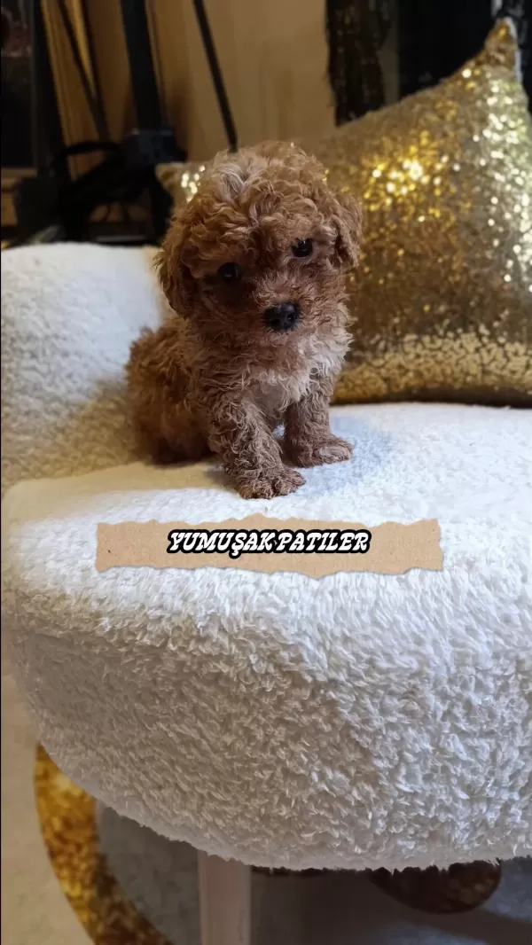 Sağlıklı Toy Poodle Yavrumuz