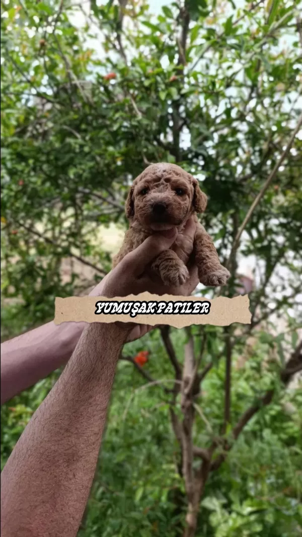 Toy Poodle Dişi - Erkek