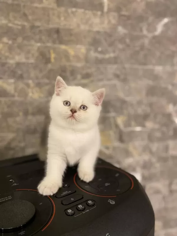 British Shorthair Silver Yavrularim
