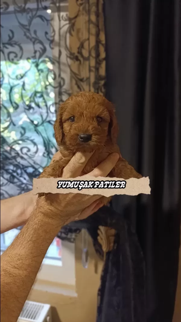 Sağlıklı Red Toy Poodle