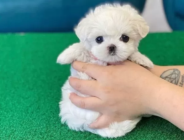 Numara Bichon Fri̇se Yavrular