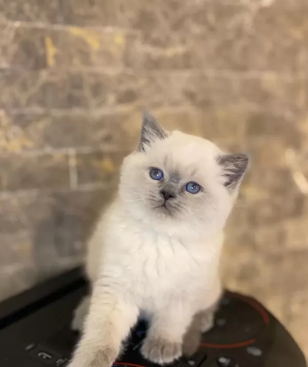 British Shorthair Blue Point Yavrularim
