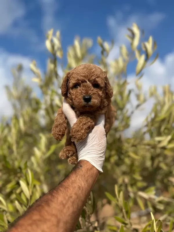 Sağlıklı Toy Poodle Yavrular