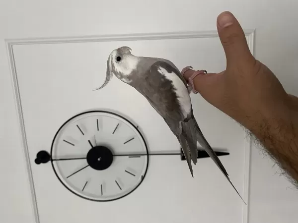 Konuşan Full Evcil Eğitimli Sultan Papağanı