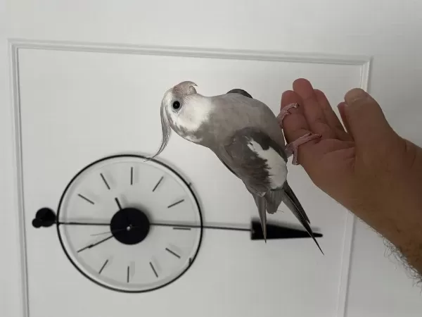 Konuşan Full Evcil Eğitimli Sultan Papağanı