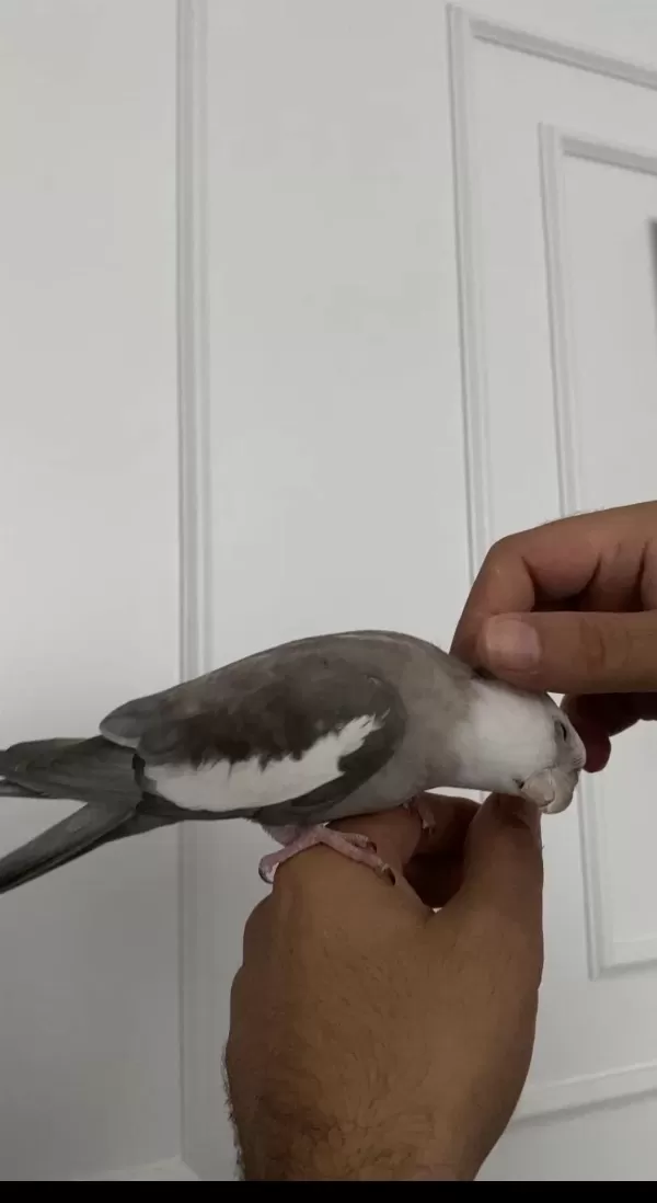 Konuşan Full Evcil Eğitimli Sultan Papağanı