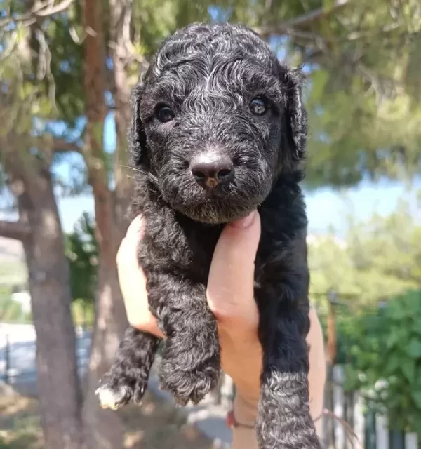 Apricot Siyah Poodle Yavrularimiz