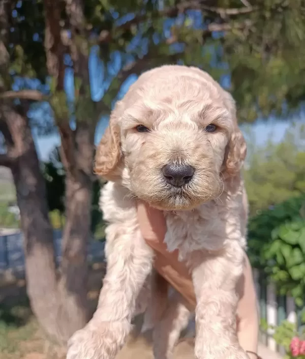 Apricot Siyah Poodle Yavrularimiz