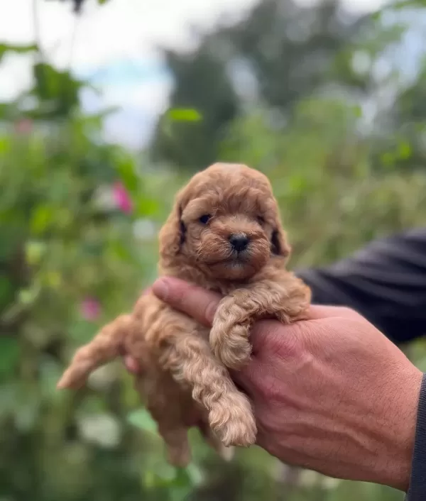 Safkan Ork Garantili Toy Poodle Yavrulari