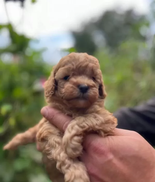 Safkan Ork Garantili Toy Poodle Yavrulari