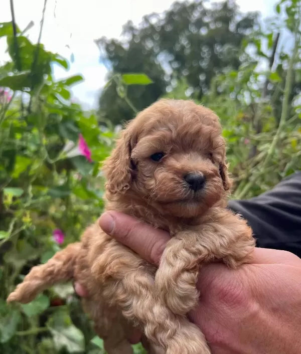 Safkan Ork Garantili Toy Poodle Yavrulari