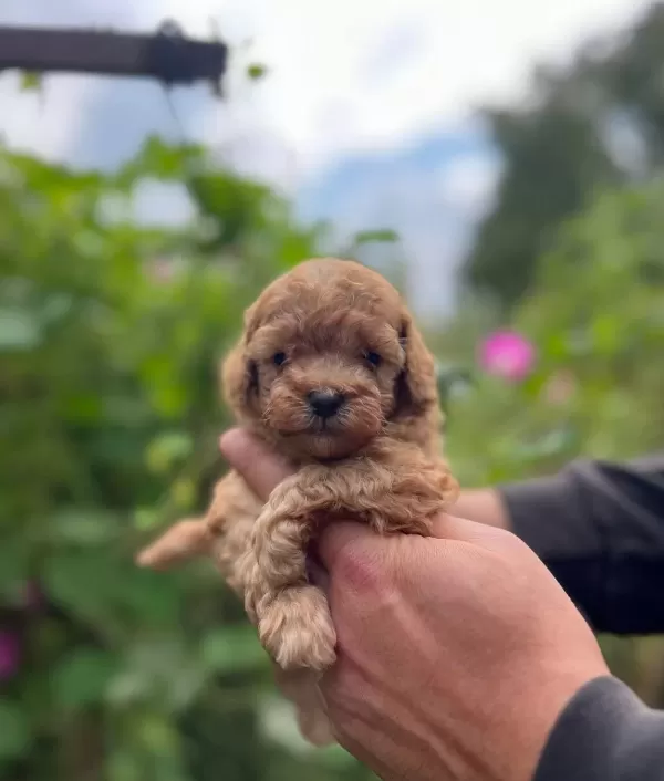 Safkan Ork Garantili Toy Poodle Yavrulari
