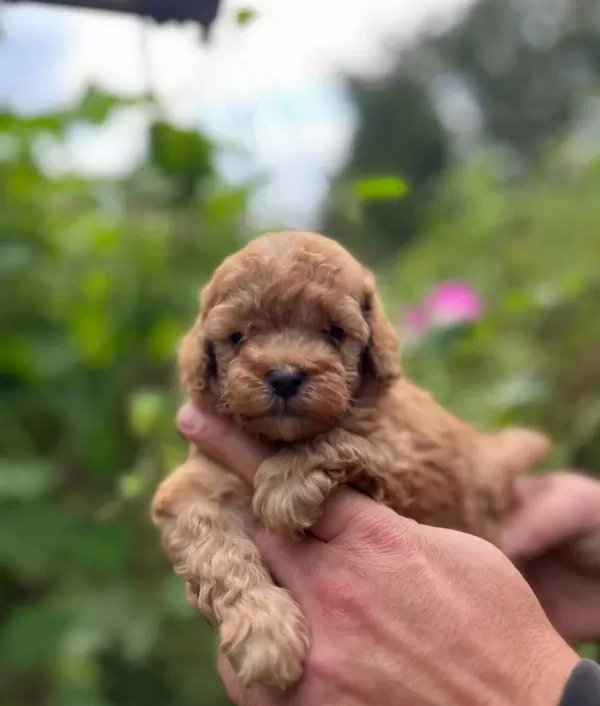 Safkan Ork Garantili Toy Poodle Yavrulari