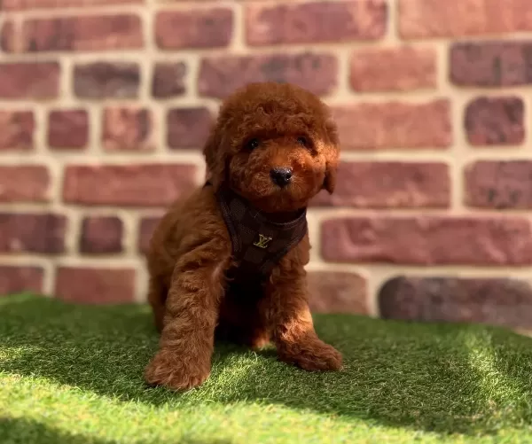 Tarçın Tonlu Peluş Kürklü Toy Poodle Yavruları Mikro Surat Yapısıyla