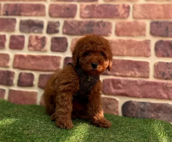 Tarçın Tonlu Peluş Kürklü Toy Poodle Yavruları Mikro Surat Yapısıyla