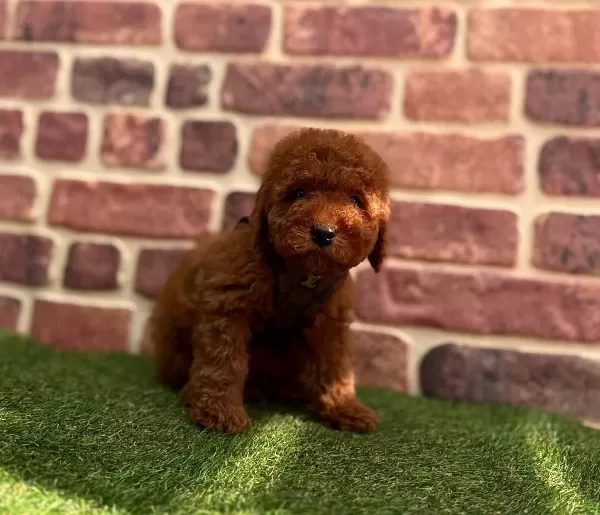 Tarçın Tonlu Peluş Kürklü Toy Poodle Yavruları Mikro Surat Yapısıyla