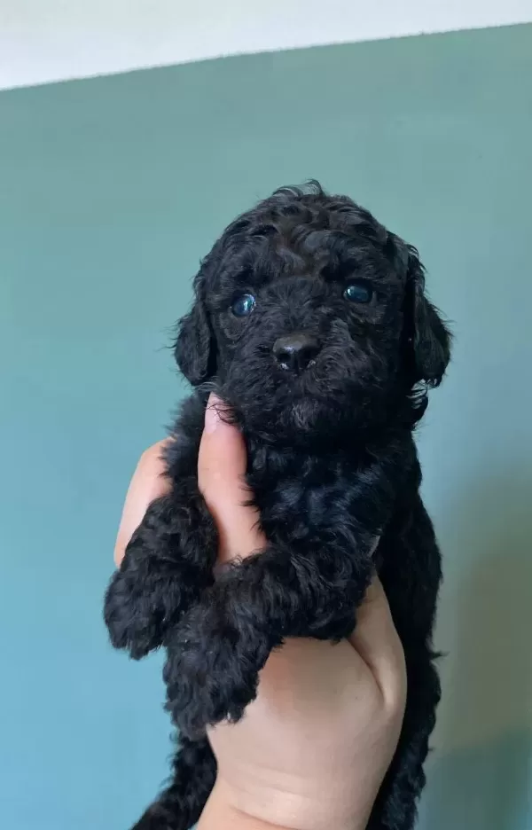 Siyah Ve Apricot Poodle Bebekler