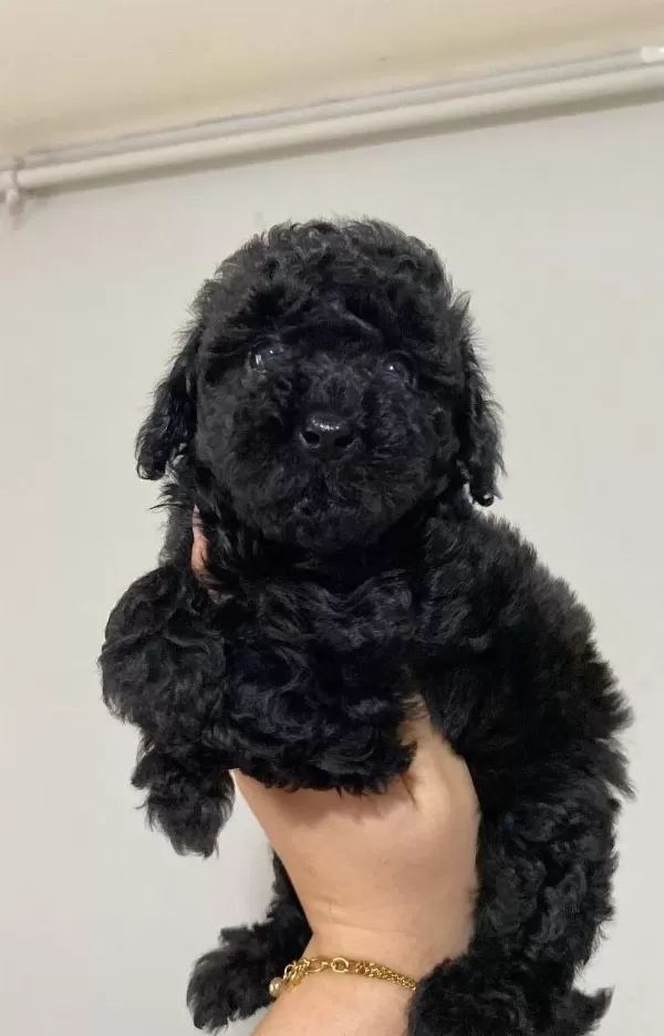 Siyah Ve Apricot Poodle Bebekler