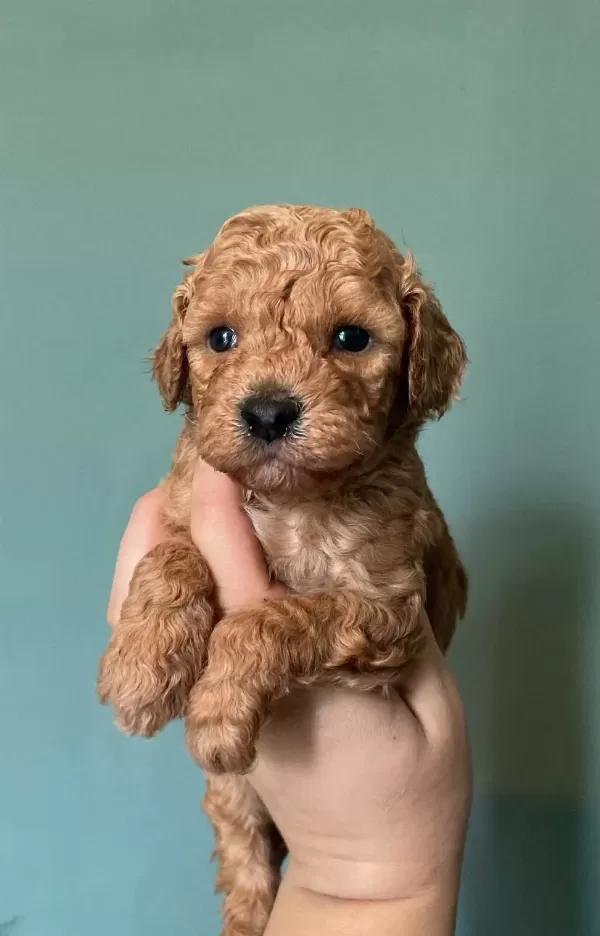 Siyah Ve Apricot Poodle Bebekler