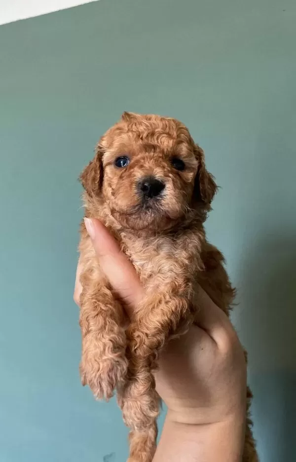 Siyah Ve Apricot Poodle Bebekler