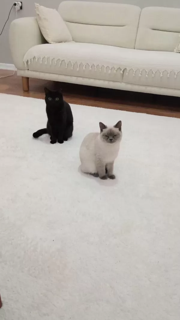 1 Tane British Shorthair 1 Tane British Longhair