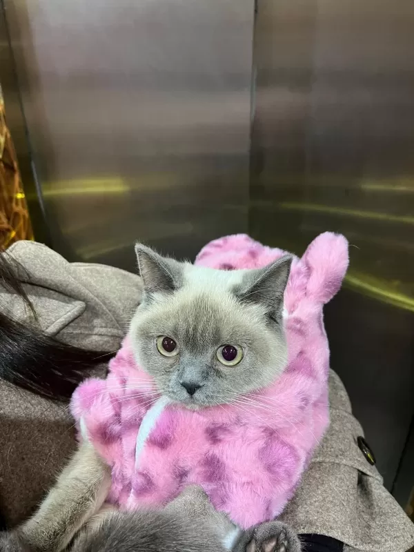 1 Tane British Shorthair 1 Tane British Longhair