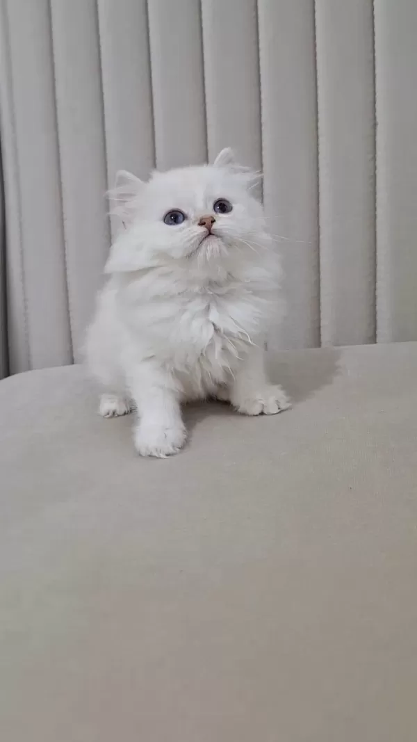 Silver Point British Longhair Dişi Ve Erkek Kardeşler