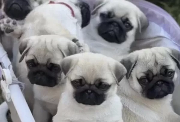 Sağlıklı Pug Safkan