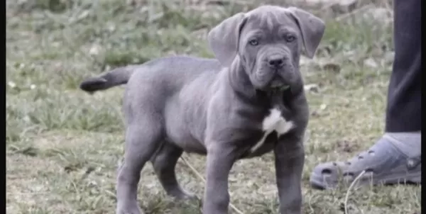Sağlıklı Cane Corso Köpeği